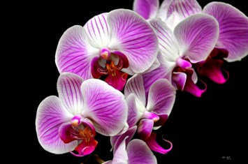 Obituary of Doris Mabel Chong