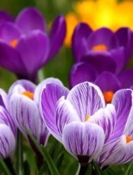 Avis de décès de Bonnie Lee Hillen