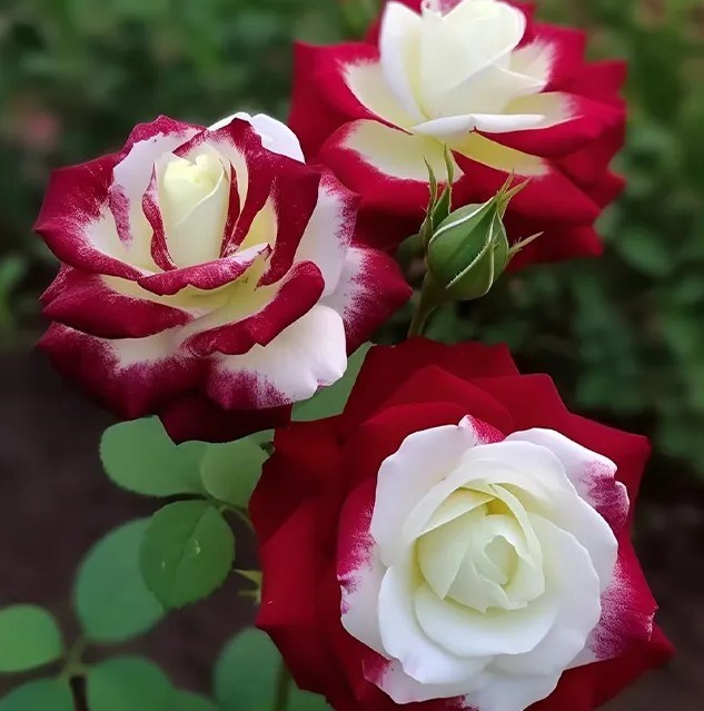 Obituary of Francisca Serafin Kostopoulos