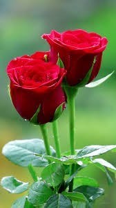 Obituary of Mary Steele Gerke