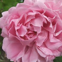 Obituary of Kathryn Marie Brown