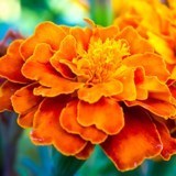 Obituary of Richard "Dick" F. Kotz