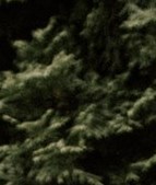 Marie Adams Obituary Rochester, MI