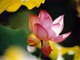 Obituary of Rolando Aesquivel Gutierrez