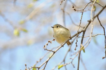 Obituary of William Donald Pine