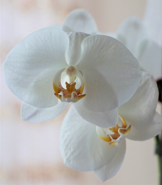 Obituary of Dorothy M. Bradley