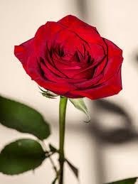 Obituary of Joaquin Manuel Estrada Jr.