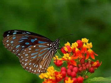 Avis de décès de Suzanne Waters Schirber