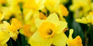 Obituary of Julie Ann Hudson