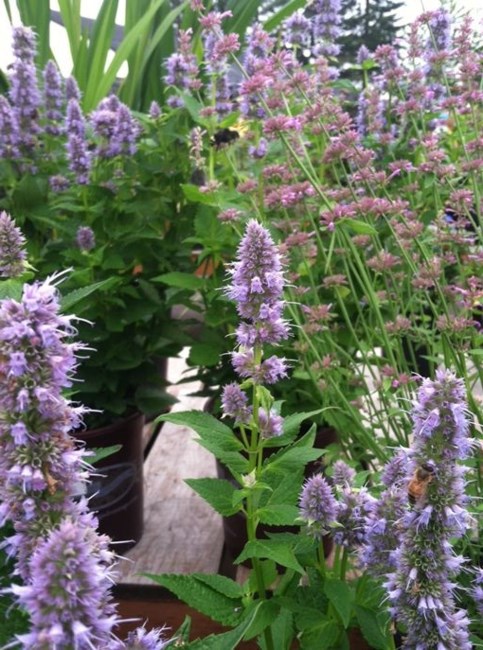 Obituary of Venetha Dupree