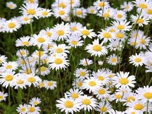 Obituary of Carol A. Timm