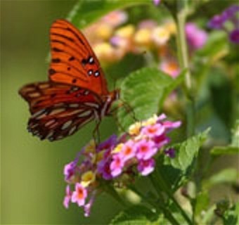 Obituario de Margaret C. Duarte