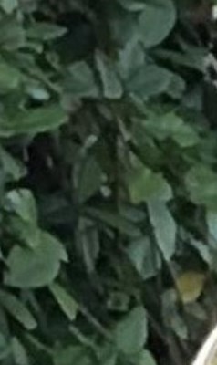 James Cochran Obituary Saraland, AL