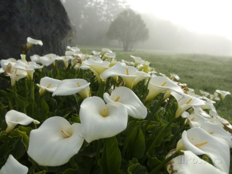 Obituary of Valerie Jo Scheid