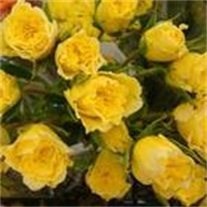 Obituary of Judith Ann Summers