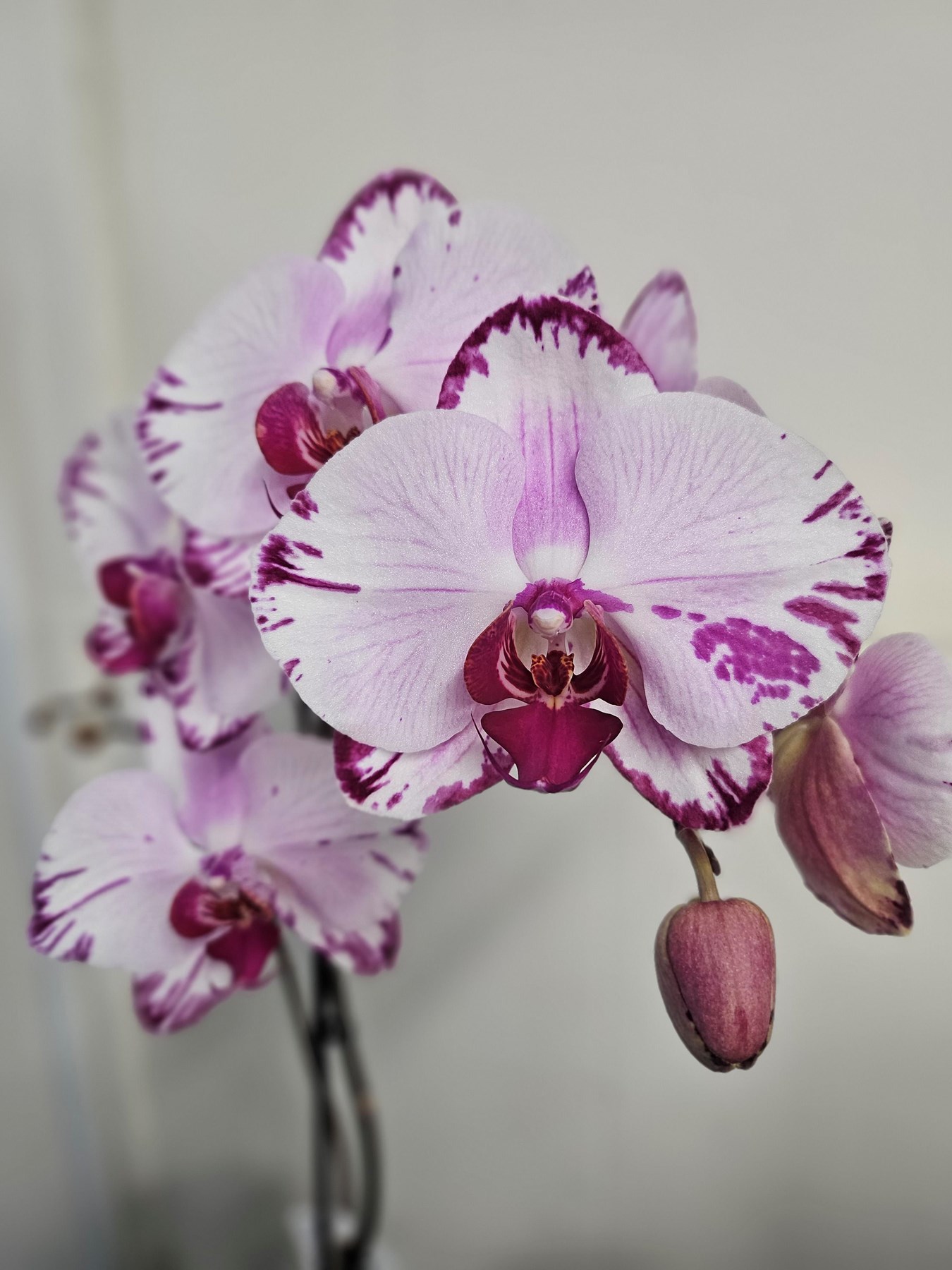 Obituary of Chinh Tran