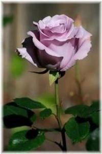 Obituary of Betty F. Greiner