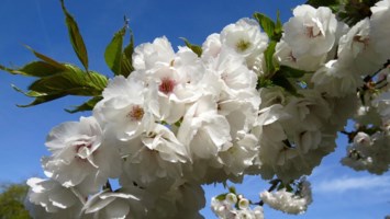 Obituary of Olivia Denisia Warren