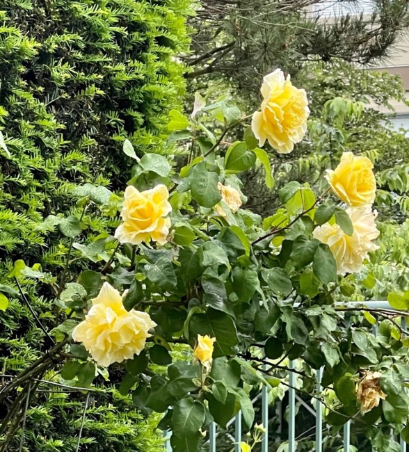 Obituary of Donna Rae Hall