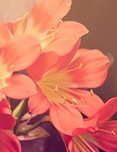 Avis de décès de Elaine Wheeler