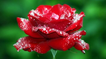 Obituary of Mildred Homerine Martin Ciccarello