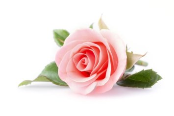 Obituary of Rosemarie A. Burns