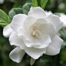 Obituary of Maria Colon