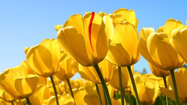 Obituary of Maria Conceicao Andrade
