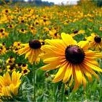 Obituary of Shirley T. Jackson