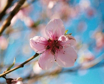 Obituary of Mary E. Joyce