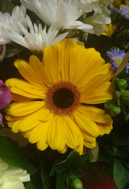 Obituary of Elaine Carole Hall