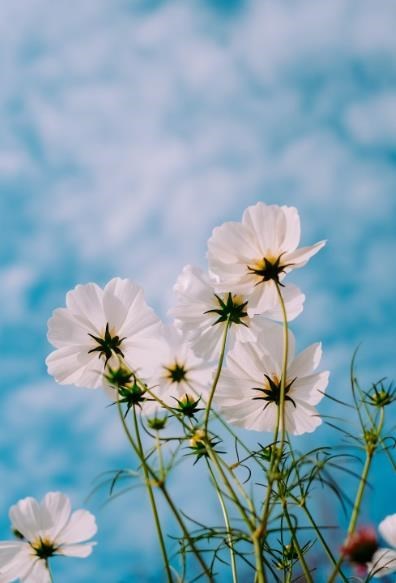 Obituary of Emily Fenstermaker