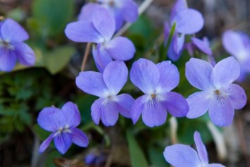 Obituary of John William Van Blarcom