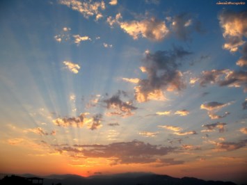 Obituary of Lena D. McArdle