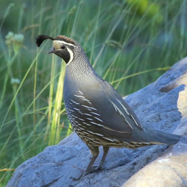 Obituary of Marla Lee Ruiz