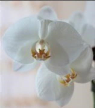 Obituary of Floyd Douglas Cannon