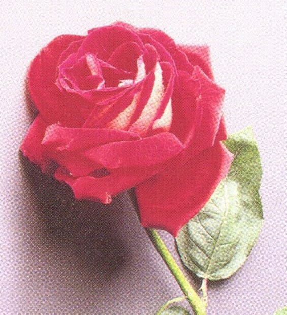 Obituary of Margaret E. Dargie