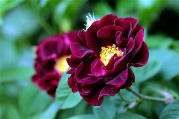 Obituary of Karen Charlene Stubbs Colberg