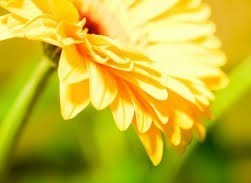 Obituary of Sherly Elizabeth Prieto