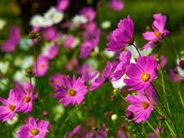 Obituary of Emily Jean Walsh