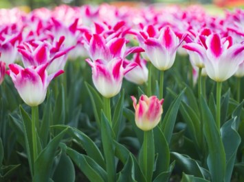 Obituary of Bettye J. Moore