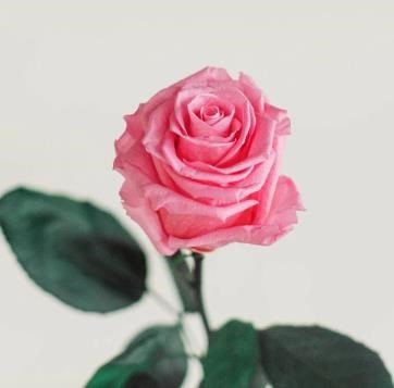 Obituary of Karen Ann De Bruyn