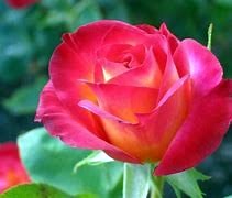 Obituary of Fabiola S. Shelton