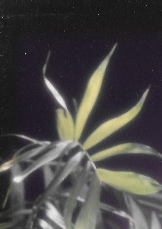 JoAnn Mays Roth Obituary - Dallas, TX