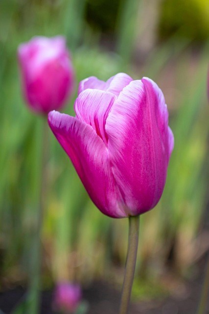 Avis de décès de Maria Alcinia Freytag