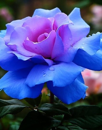 obituary image