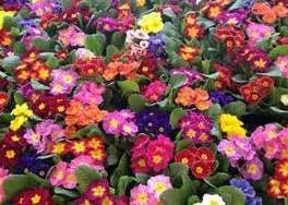 Obituary of Julia Falls