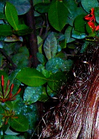 JulieJosée Poulin Obituary La Prairie, QC