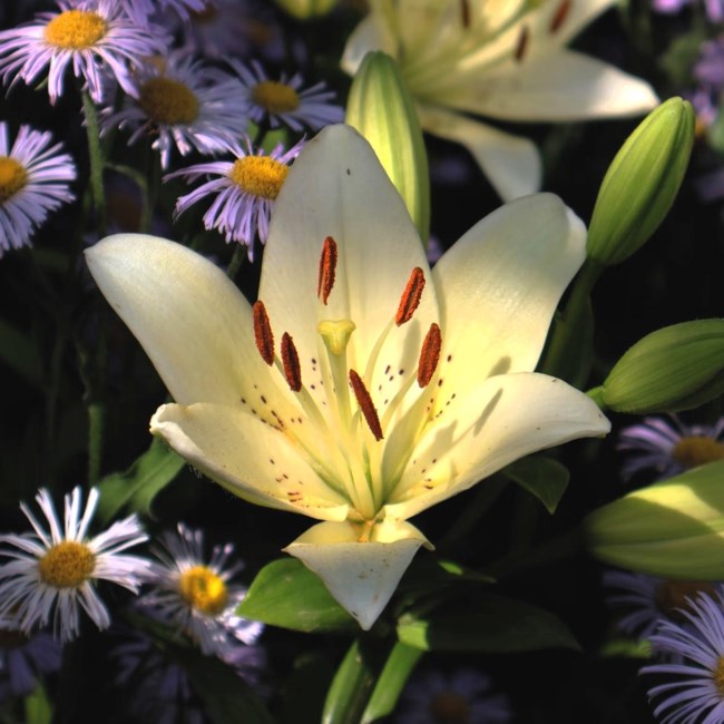 Obituary of Janet Cay Erwin