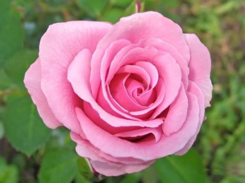 Obituary of Maria Chita D Montemayor